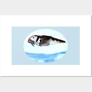 Atlantic Puffin flying over the ocean Posters and Art